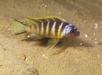 Maylandia melissa 'Chirwa Island'